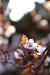 IMG_8514-110416