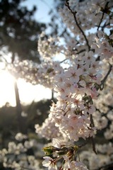 IMG_8532-110416
