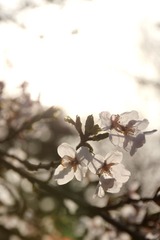 IMG_8487-110416