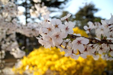 IMG_8534-110416