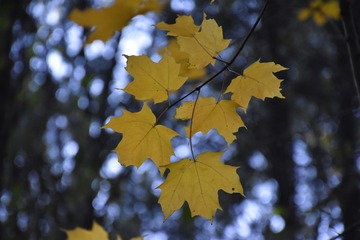 IMG_8563-110416
