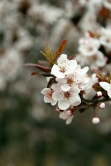 IMG_8611-110417