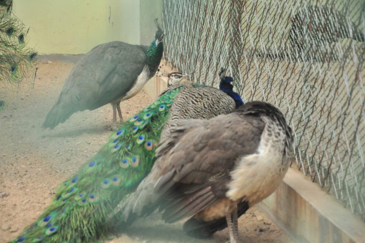 蓝孔雀养殖场设计图片,本地养殖业发展带动本地孔雀业