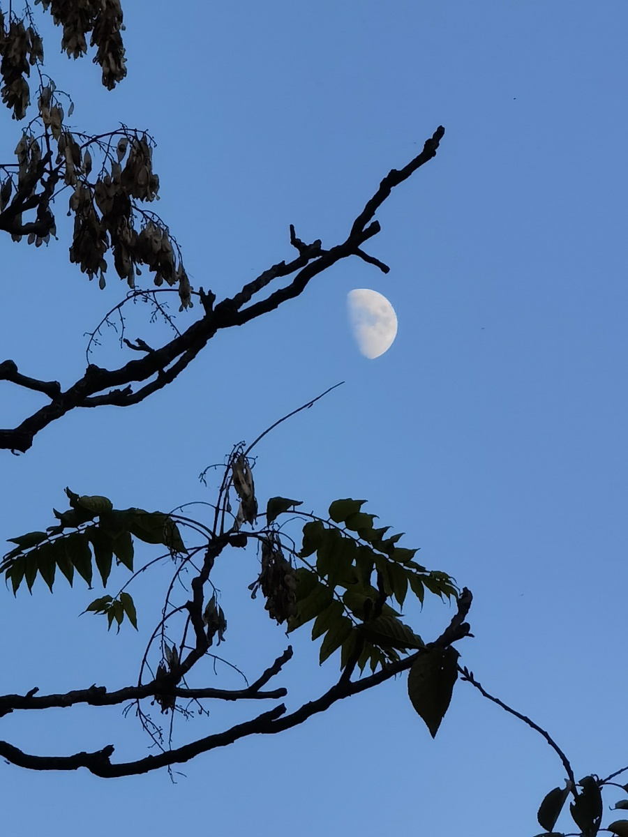 半个月亮爬上来