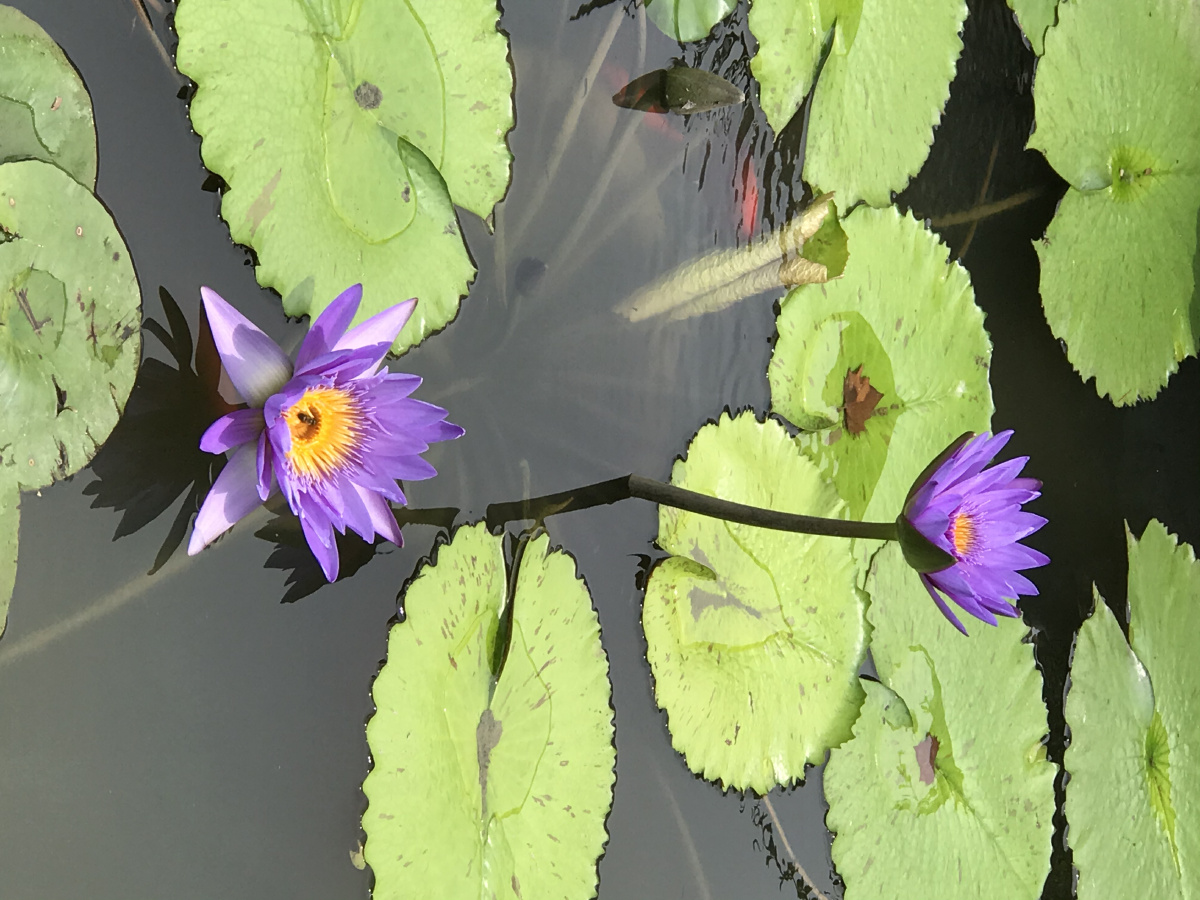 姹紫(睡莲) - jzjnjsz - 图虫