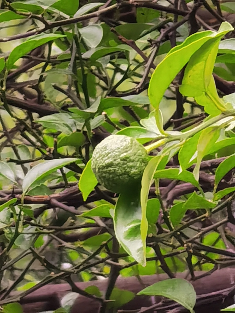 瞻园初夏辛丑年20