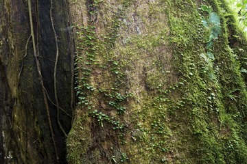 _MAX0736-HDR