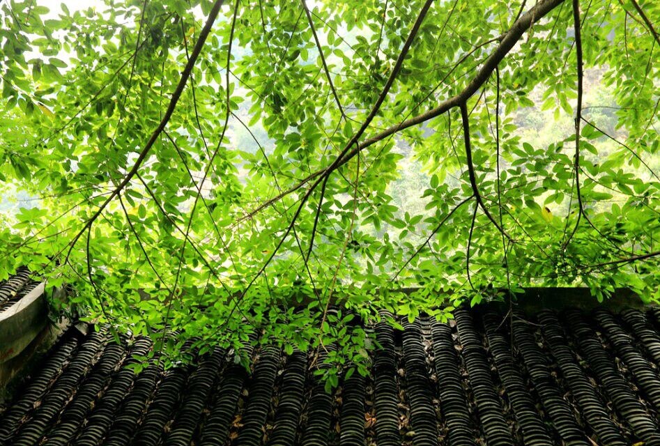 【老宅屋顶】贵州兴义的山区里,一处老宅的黑瓦屋顶上,自然纯朴的绿意盎然。<br />
拍摄地:贵州兴义<br />
拍摄器材:5D2,16-35<br />
拍摄参数:ISO 200 33.0 mm 0 EV F7.1 1/25s<br />
摄影师:偶蓝彧爱<br />
推荐指数:★★★★