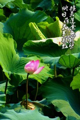 P1150042____