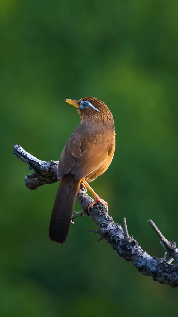 画眉鸟 - 西埂 - 图虫