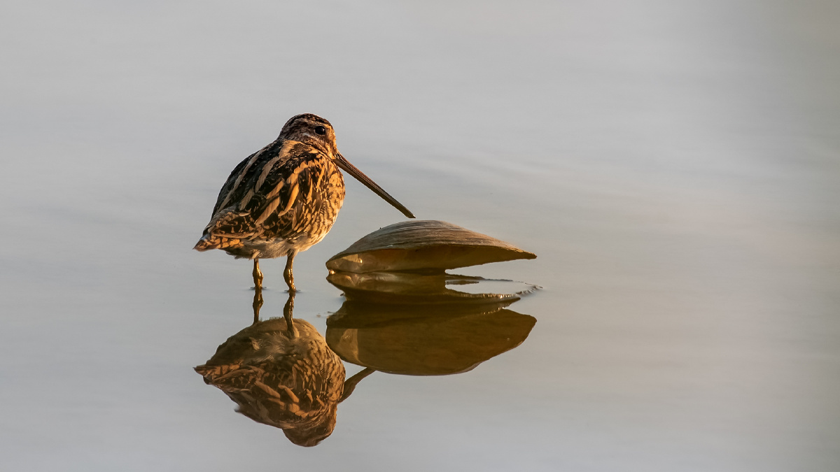 鹬与蚌 - 大朱555 - 图虫