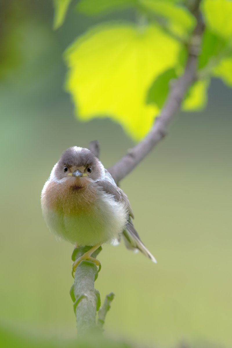 山雀(雏鸟) - 大朱555 - 图虫