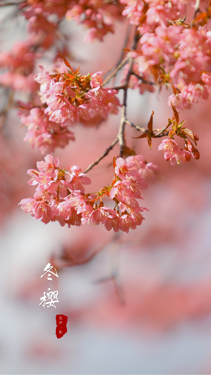 冬樱