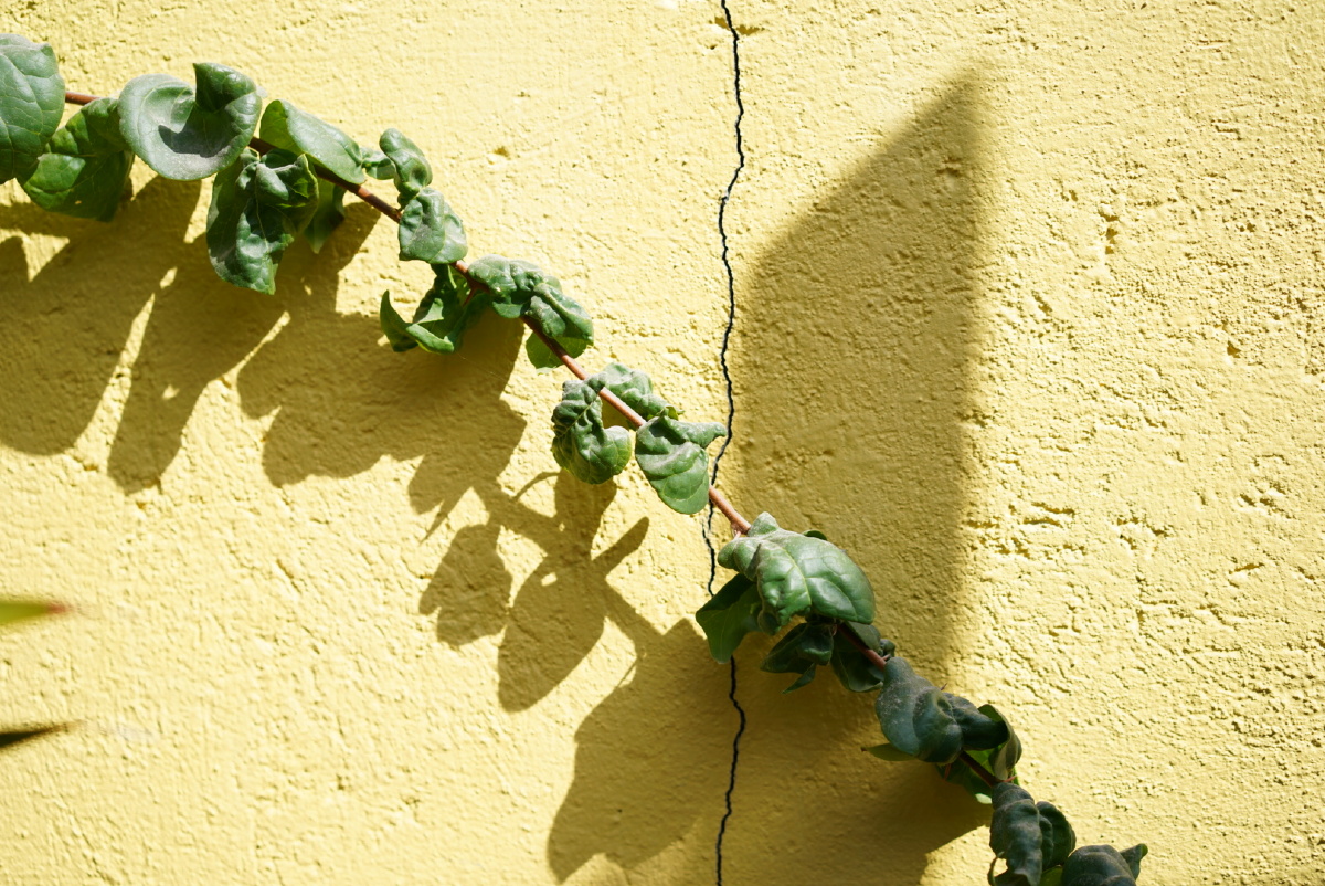 墙角植物 - 关南摄影 - 图虫网 - 优质摄影师交流社区