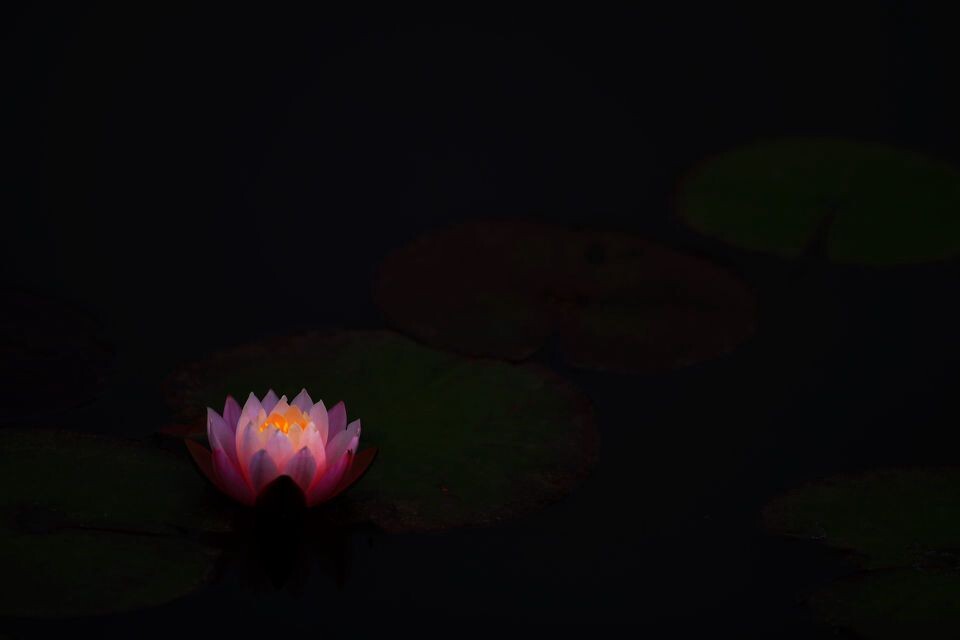 莲花<br />
