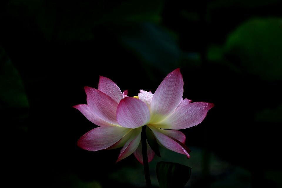 荷花2<br />
