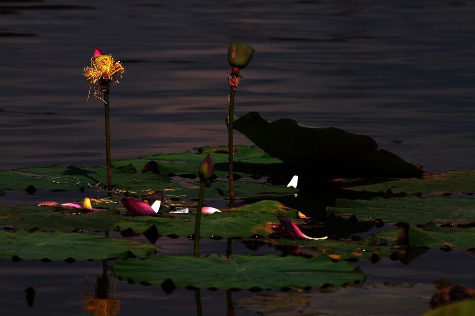 残荷2<br />
