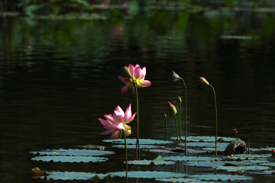 荷<br />
