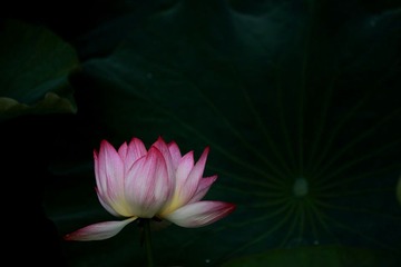 荷花1