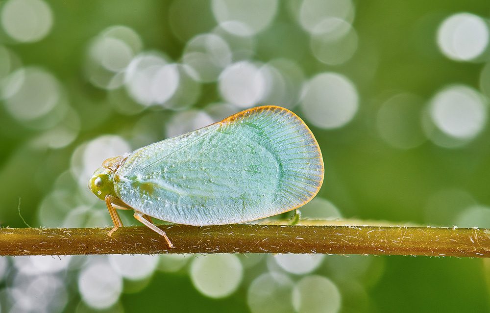 碧蛾蜡蝉 - 不疯狂的石头 - 图虫