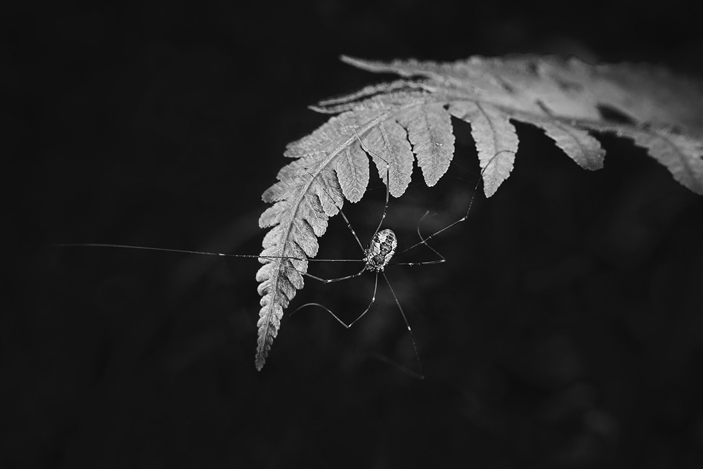 黑白的长腿蜘蛛