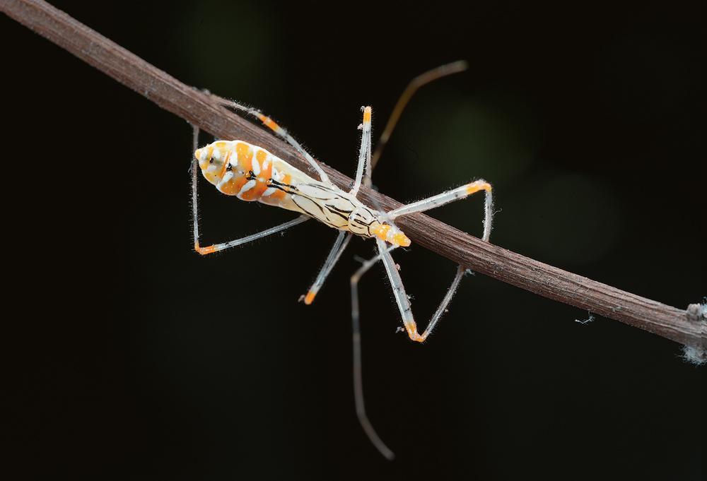 微距,猎蝽幼虫 - 不疯狂的石头 - 图虫