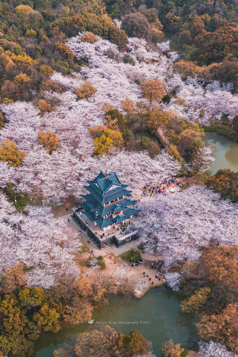 2021无锡鼋头渚樱花季