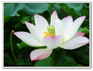 荷花