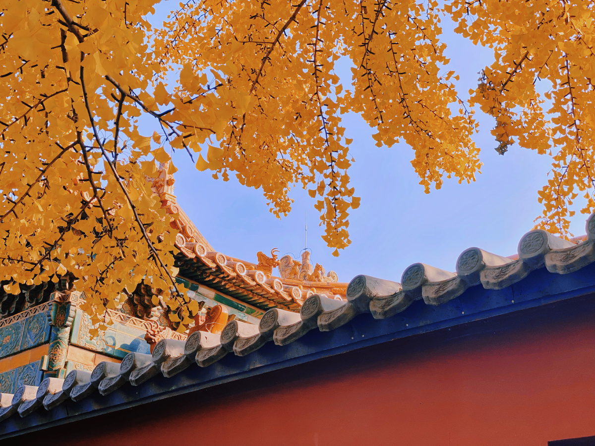 秋天的北京叫北平北平的秋天还是要去故宫啊