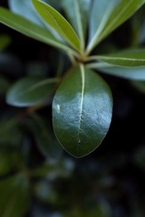 20/1.8