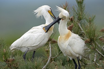 _MG_3700.jpg