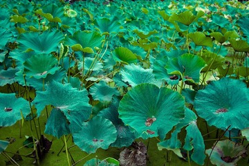_MG_3809.jpg