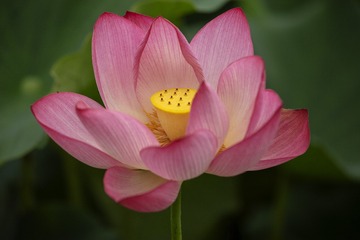 塞纳河