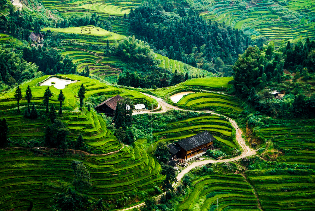 紫鹊界梯田