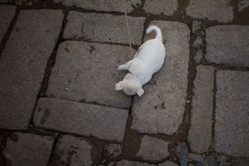 IMG_9374 (2)
