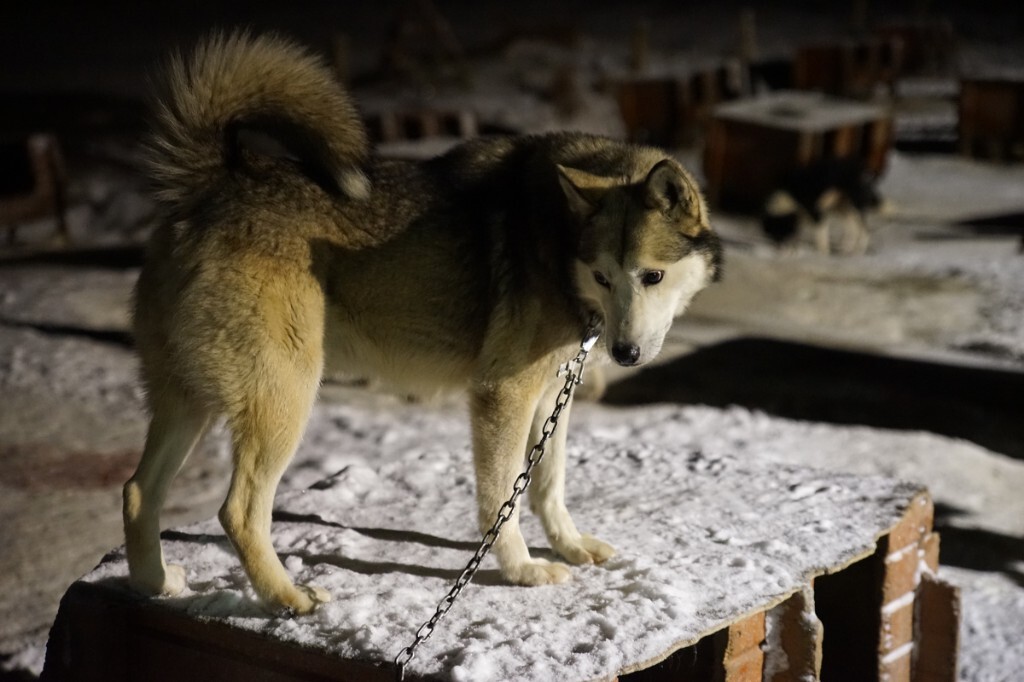 雪橇犬