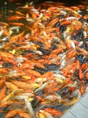 鱼鱼
