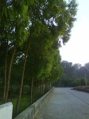 小杨树