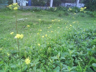 小黄花