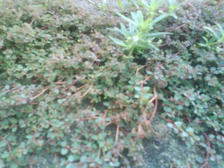 小草草