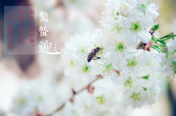 惊蛰6