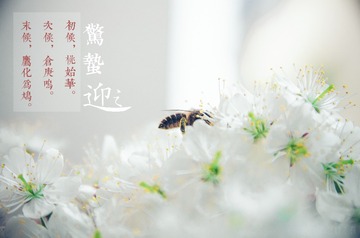 惊蛰7