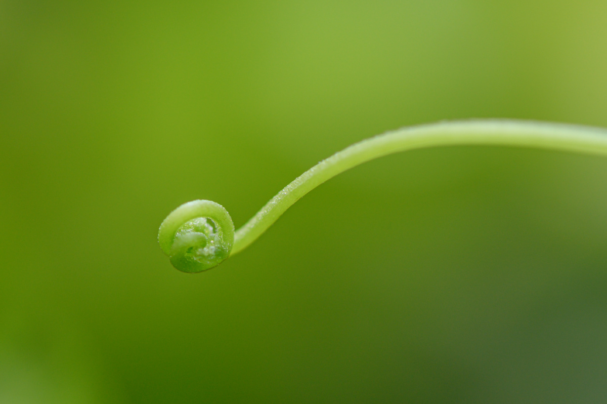 断壁残垣下的一点绿还有结出共享单车的一株草