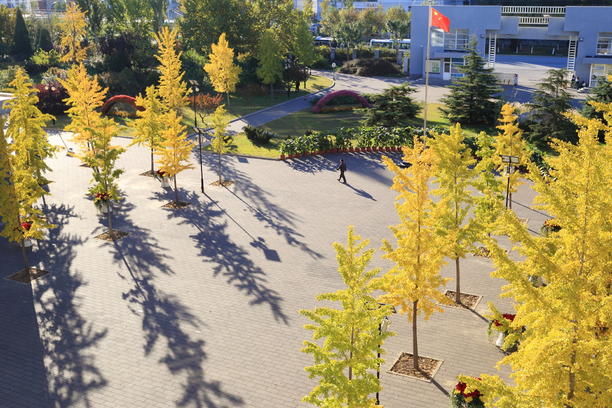 学校里的银杏广场