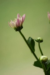 雏菊