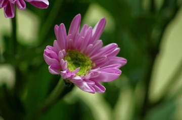 雏菊3