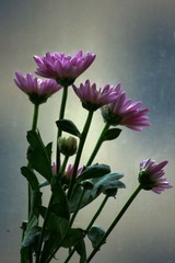 雏菊4