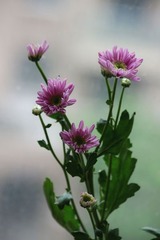 雏菊5