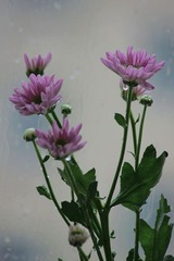 雏菊6