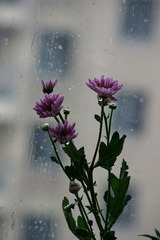 雏菊听雨1